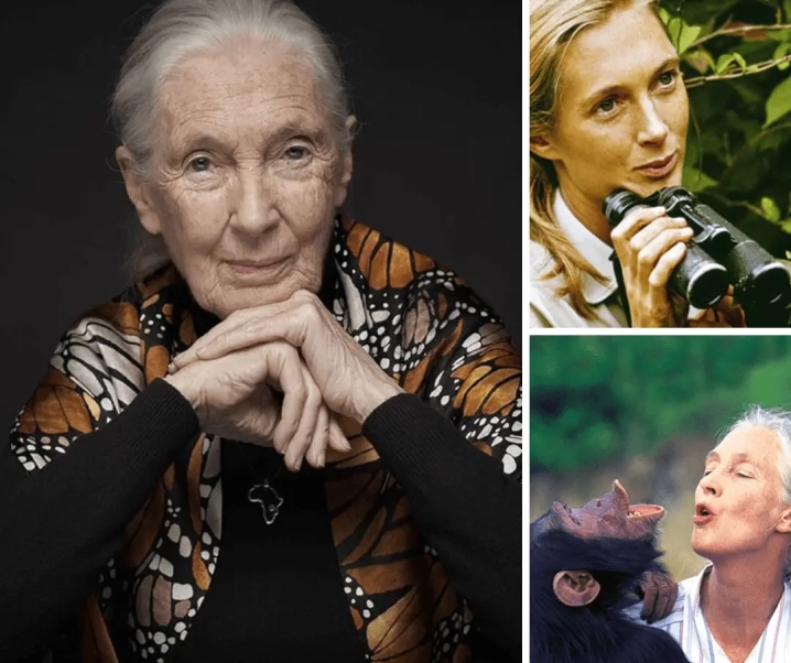 Jane Goodall: Ikon Perempuan Platinum dan Pelopor Gerakan Lingkungan